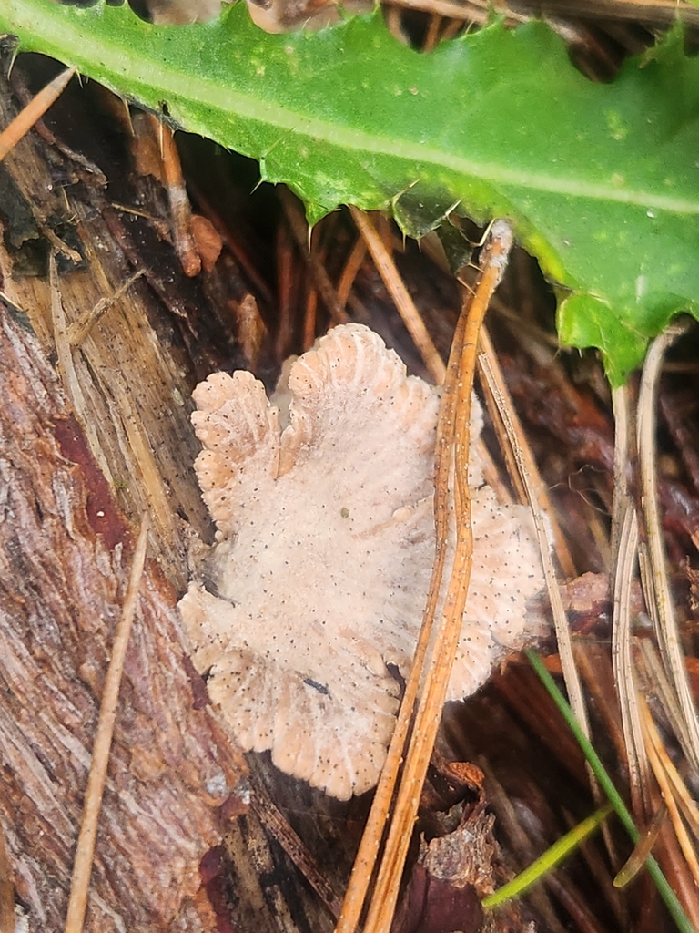 Schizophyllum commune · May 2025 · photo: © caroline1426 (iNaturalist, CC)