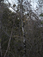 Magnoliopsida
