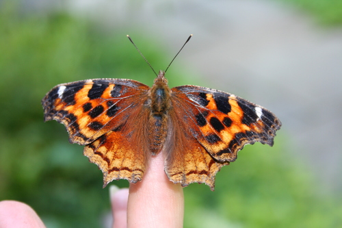 Compton Tortoiseshell