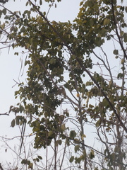 Magnoliopsida