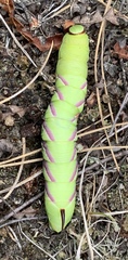 Sphinx drupiferarum