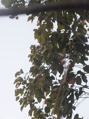 Magnoliopsida
