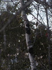 Magnoliopsida