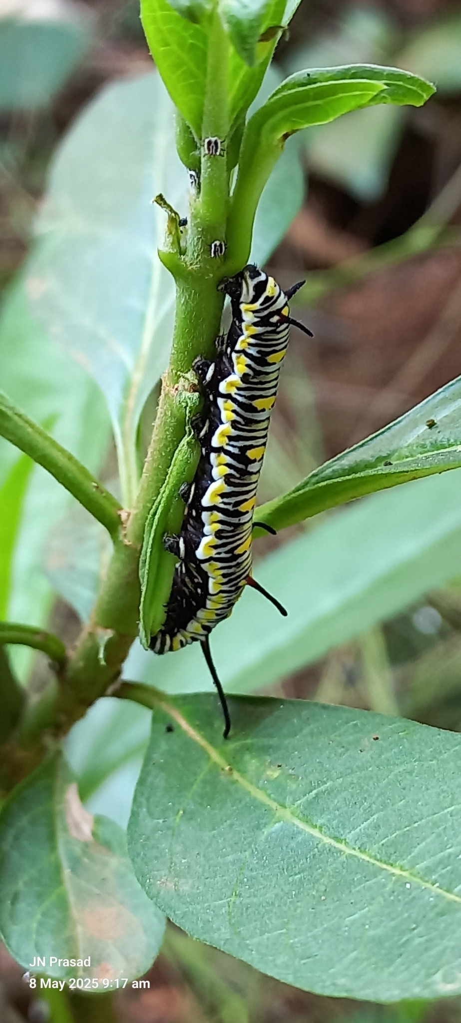 Plain Tiger