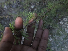 Vachellia