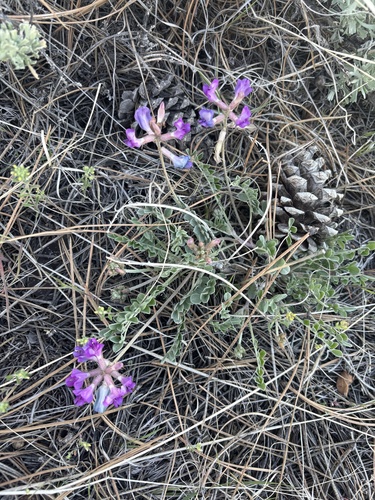 iNaturalist observation 2025-05-07