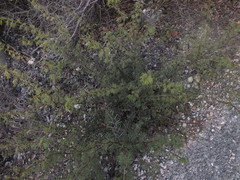 Vachellia