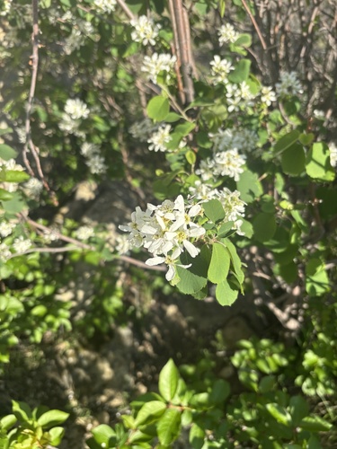 iNaturalist observation 2025-05-07