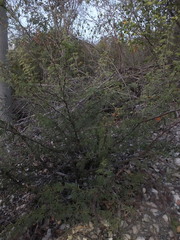 Vachellia