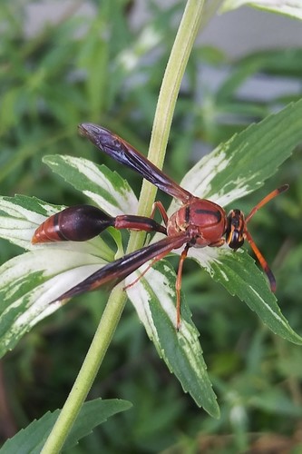 Potter wasp photo 6