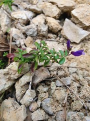 Polygala supina