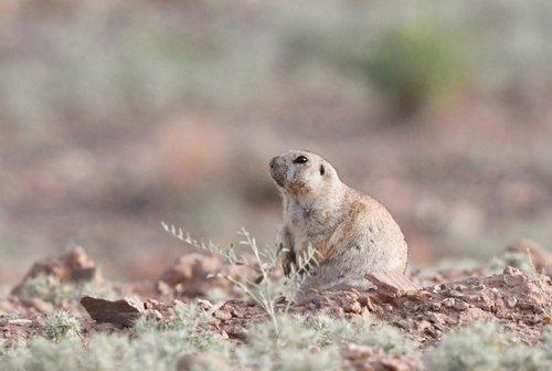 Yellow Ground Squirrel
