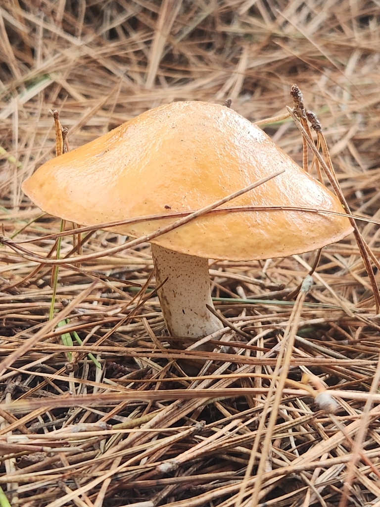 Suillus granulatus · May 2025 · photo: © caroline1426 (iNaturalist, CC)