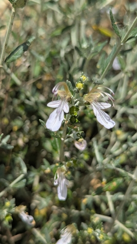 Image of Teucrium fruticans by no rights reserved