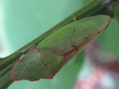 Neotituria kongosana