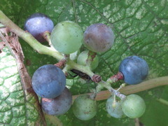 Vitis coignetiae