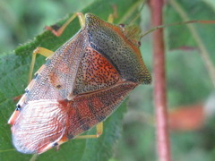 Acanthosoma denticaudum