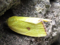 Earias pudicana