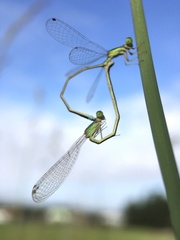 Ischnura asiatica