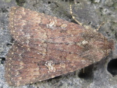 Diarsia canescens
