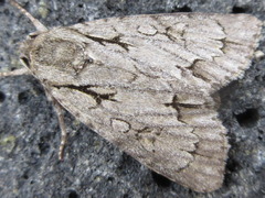 Acronicta intermedia