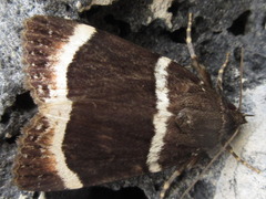 Amphipyra tripartita