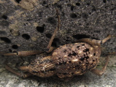 Sipalinus gigas