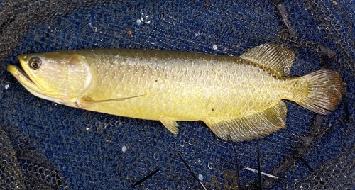 Gulf saratoga (Scleropages jardinii) — Osteoglossidae — 2