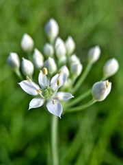 Allium tuberosum