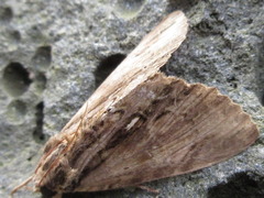 Ercheia niveostrigata