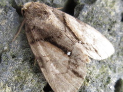 Chytonix albonotata
