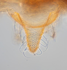 Aphis asclepiadis