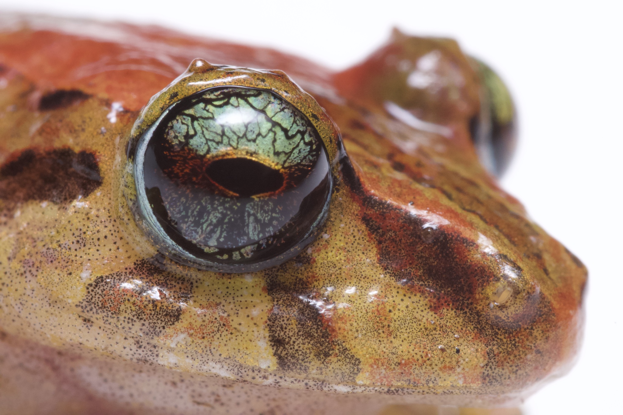 San Adolfo Robber Frog