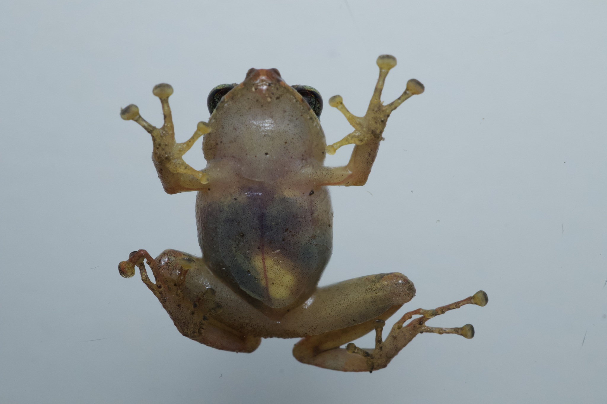 San Adolfo Robber Frog photo 2