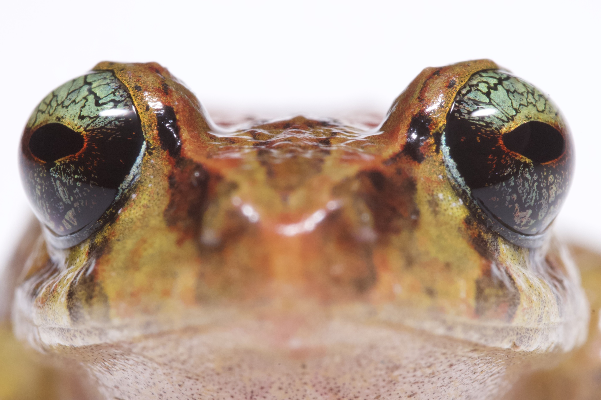 San Adolfo Robber Frog photo 3