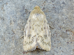 Heliocheilus paradoxus