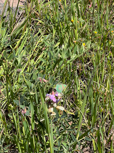 iNaturalist observation photo of Lotus Hairstreak
