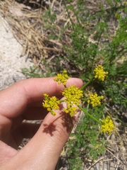 Lomatium dissectum