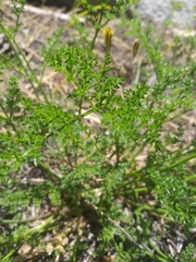 Lomatium dissectum