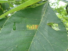 Gnomonia caryae