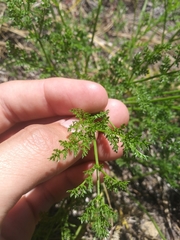 Lomatium dissectum