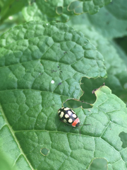 Alagoasa bipunctata perennis
