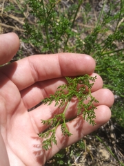 Lomatium dissectum