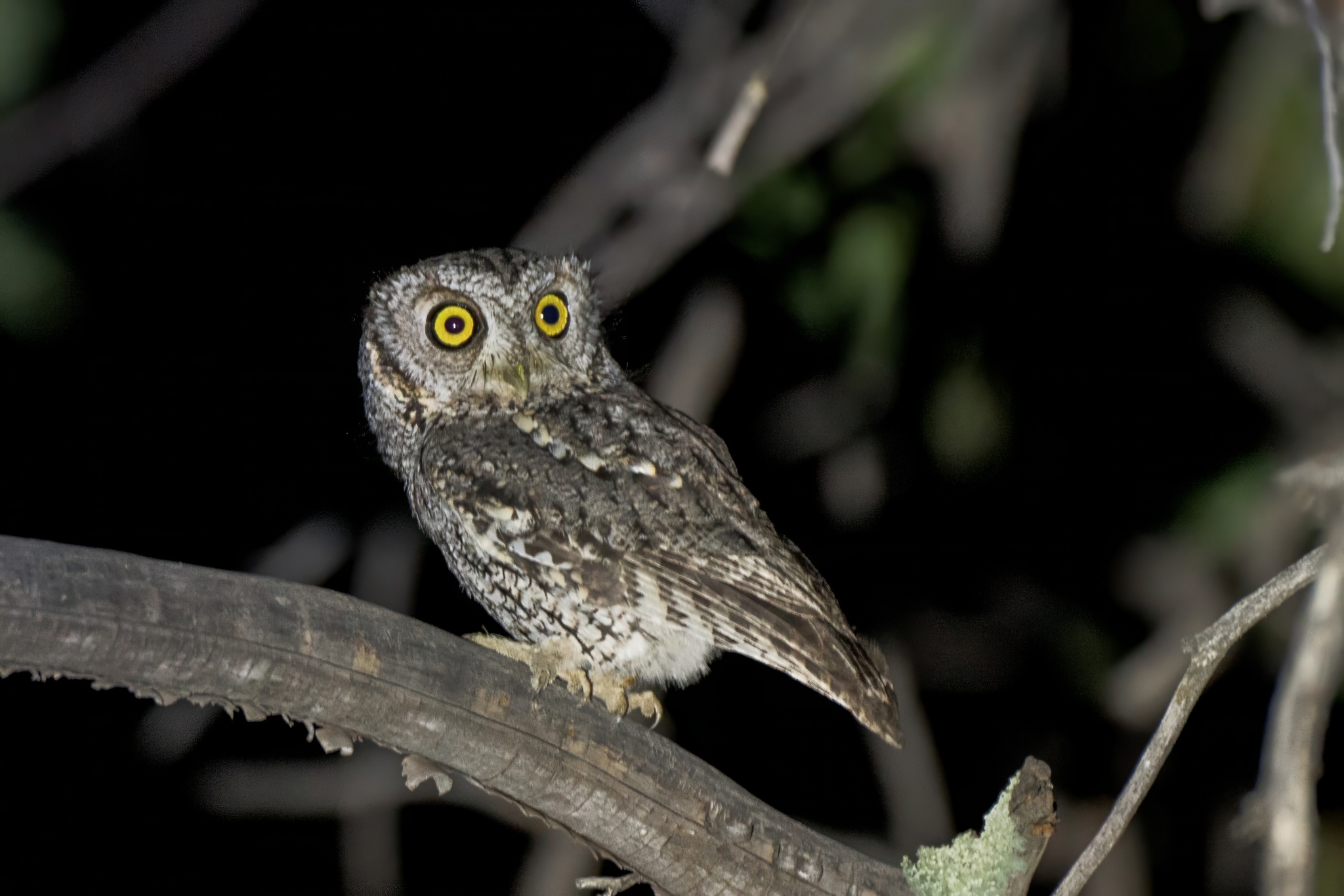 Whiskered Screech Owl (Megascops trichopsis), photo 4