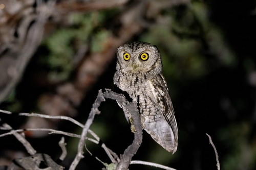 Whiskered Screech Owl (Megascops trichopsis), photo 3