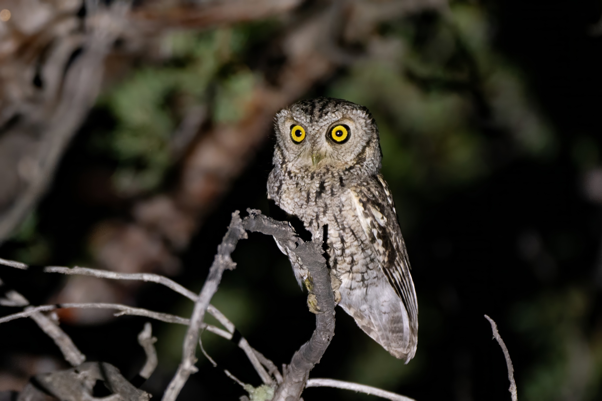 Whiskered Screech Owl (Megascops trichopsis), photo 3