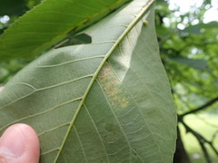 Gnomonia caryae