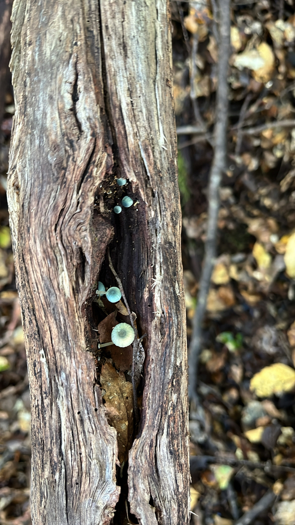 Mycena interrupta · May 2025 · photo: © florences (iNaturalist, cc0)