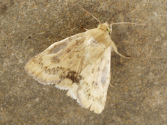 Heliocheilus paradoxus