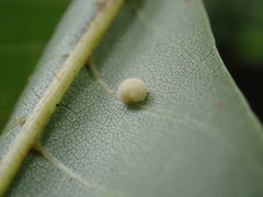 Caryomyia persicoides